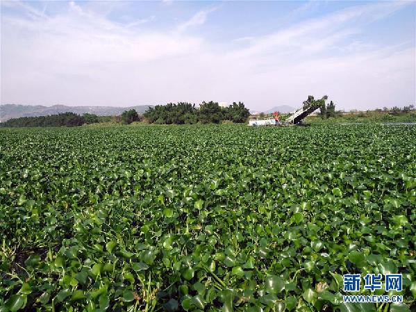(图文互动)(4)“白练”变“黑龙”,江河变“草原”--粤东母亲河为何污染20多年难治理?