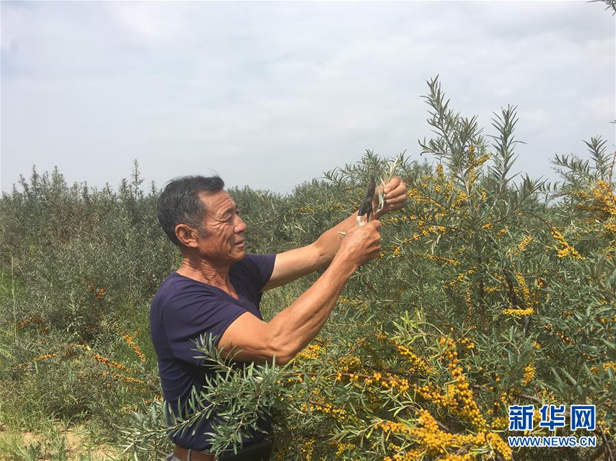 (bbin宝盈全媒头条·在习近平新时代中国特色社会主义思想指引下——新时代新作为新篇章·图文互动)(9)绿富同兴画卷在沙海中铺展——库布其沙漠生态治理纪实