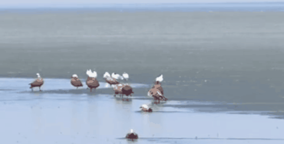 ɹţ벢 غշ